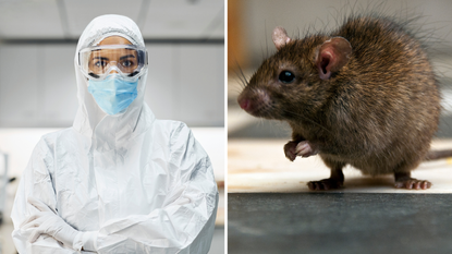 Lassa virus in UK—all the facts about the rat-borne disease 