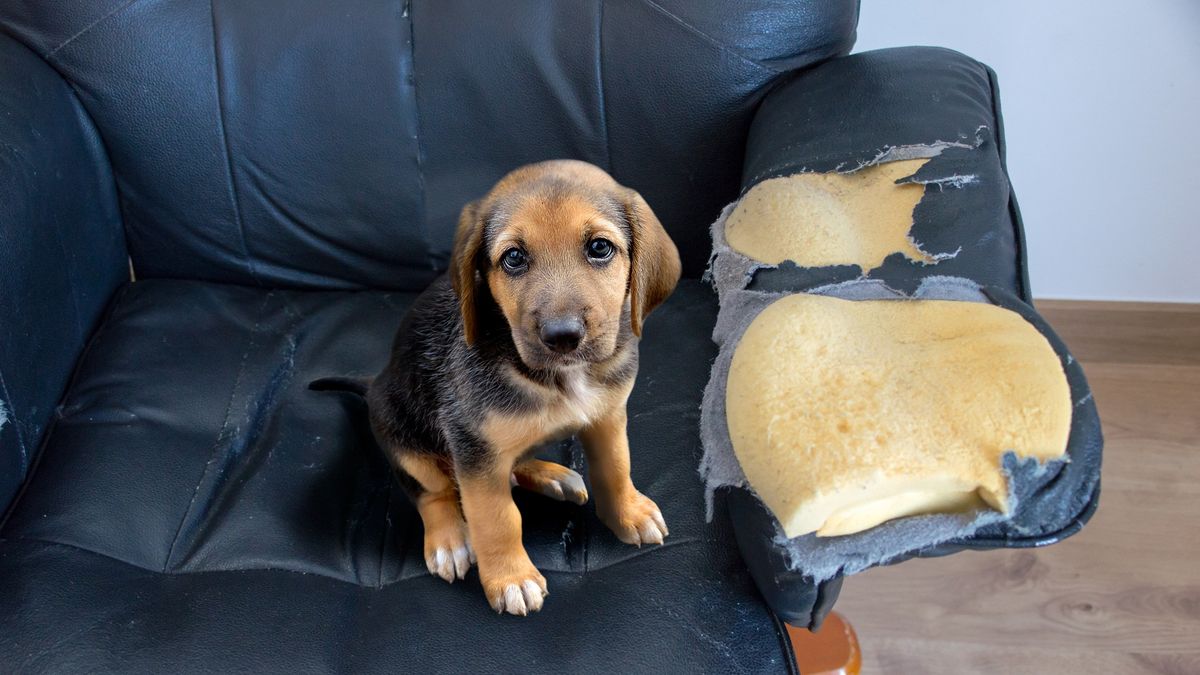 Naughty puppy sitting on chewed arm chair