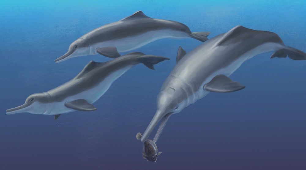 river dolphin, fossil, illustration, ancient