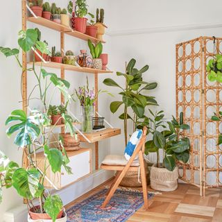 Desk area with desk in open shelving covered in pot plants, and a bamboo screen