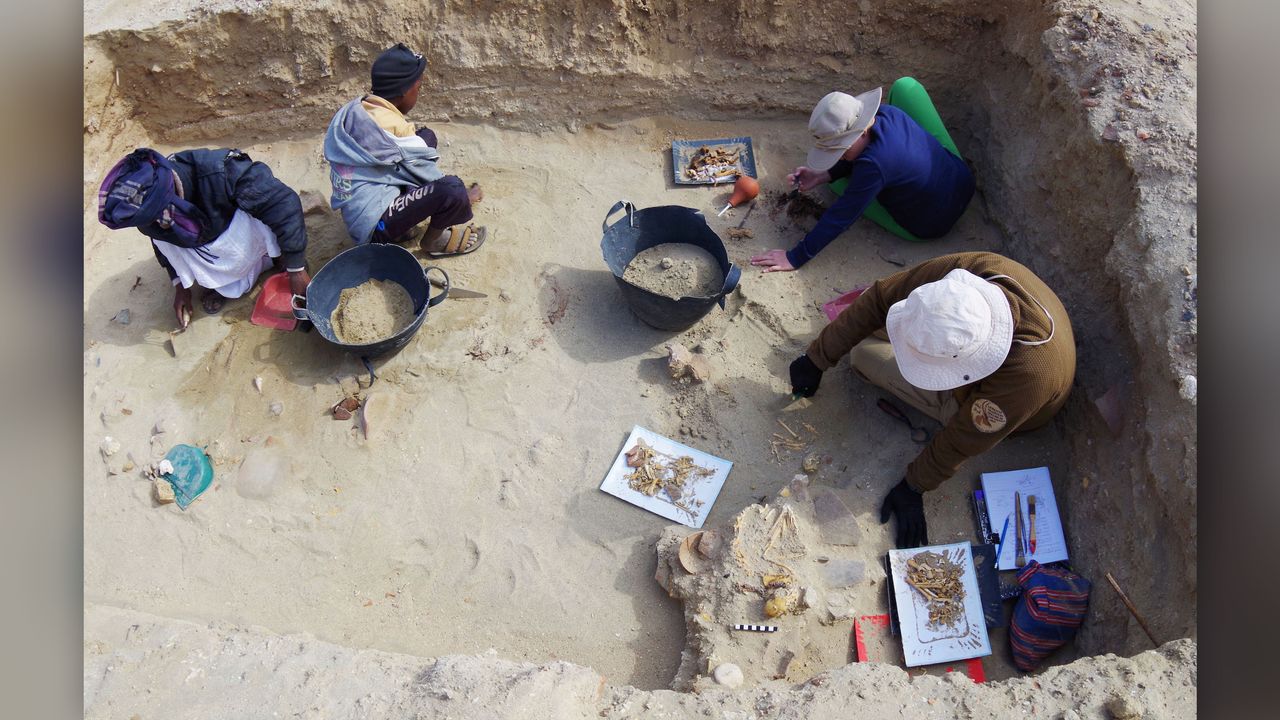 Researchers excavate the pet cemetery near an ancient Red Sea port.
