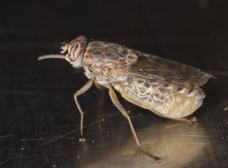 pregnant tsetse fly