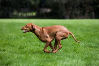 Hungarian Vizsla hunting dog with golden rust coat (Canis lupus familiaris) running in field, Belgium