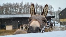 SnowDonkeys1.jpg