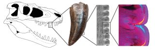 This illustration shows a section of a tooth of the large theropod Gorgosaurus, from Alberta.