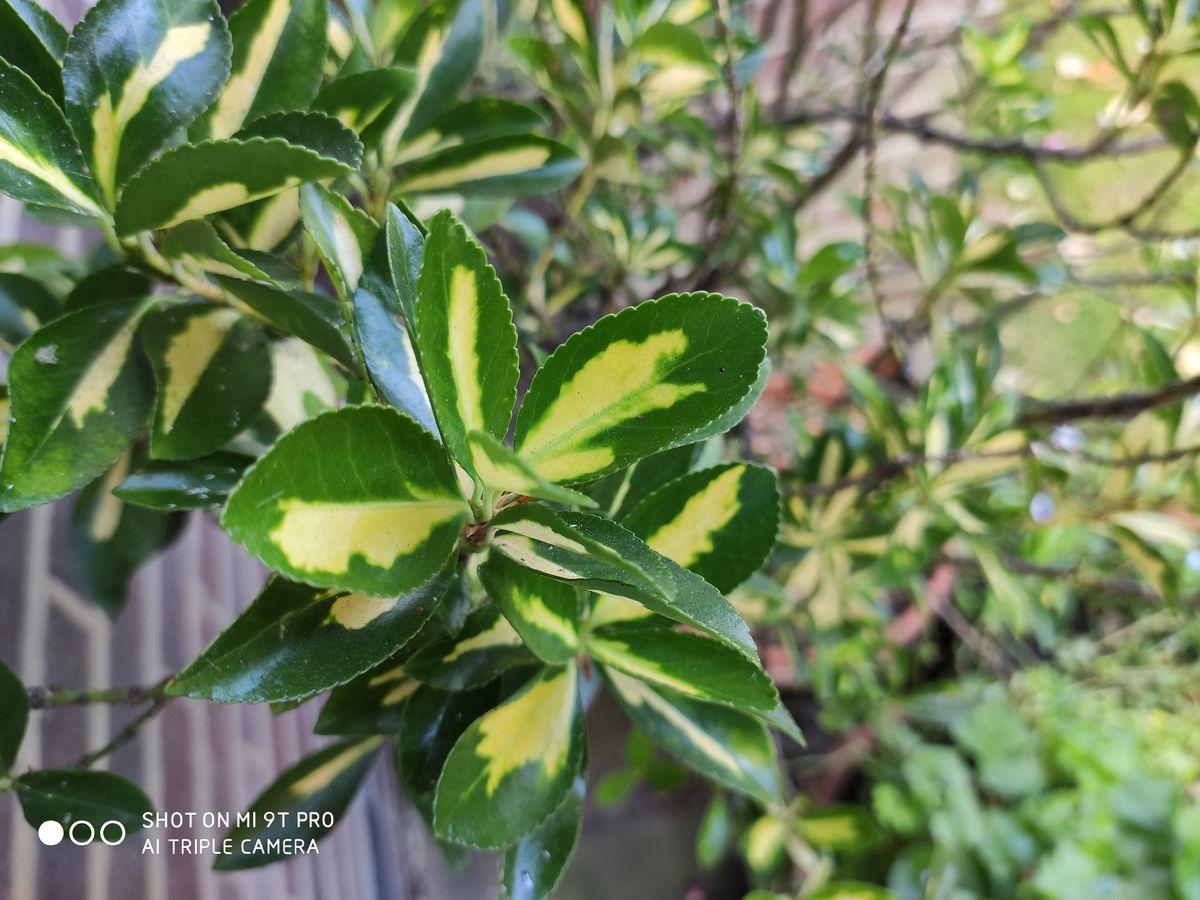 Photo on a Xiaomi Mi 9T Pro