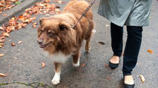 Dog walking etiquette: woman taking her dog for a walk on a fall day