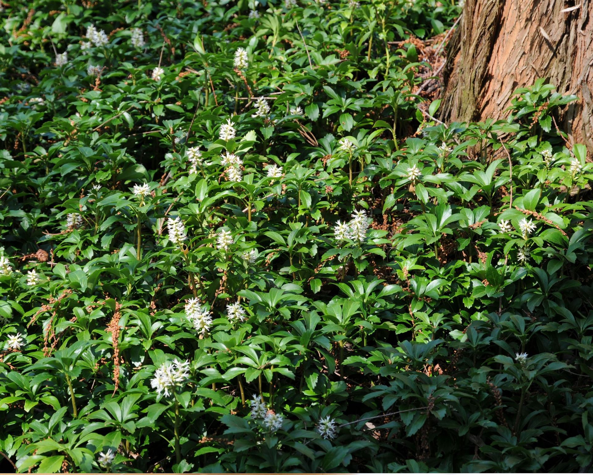 Pachysandra ground cover next to a tree trunk
