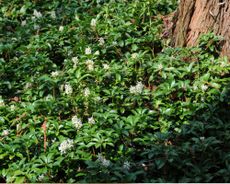Pachysandra ground cover next to a tree trunk 