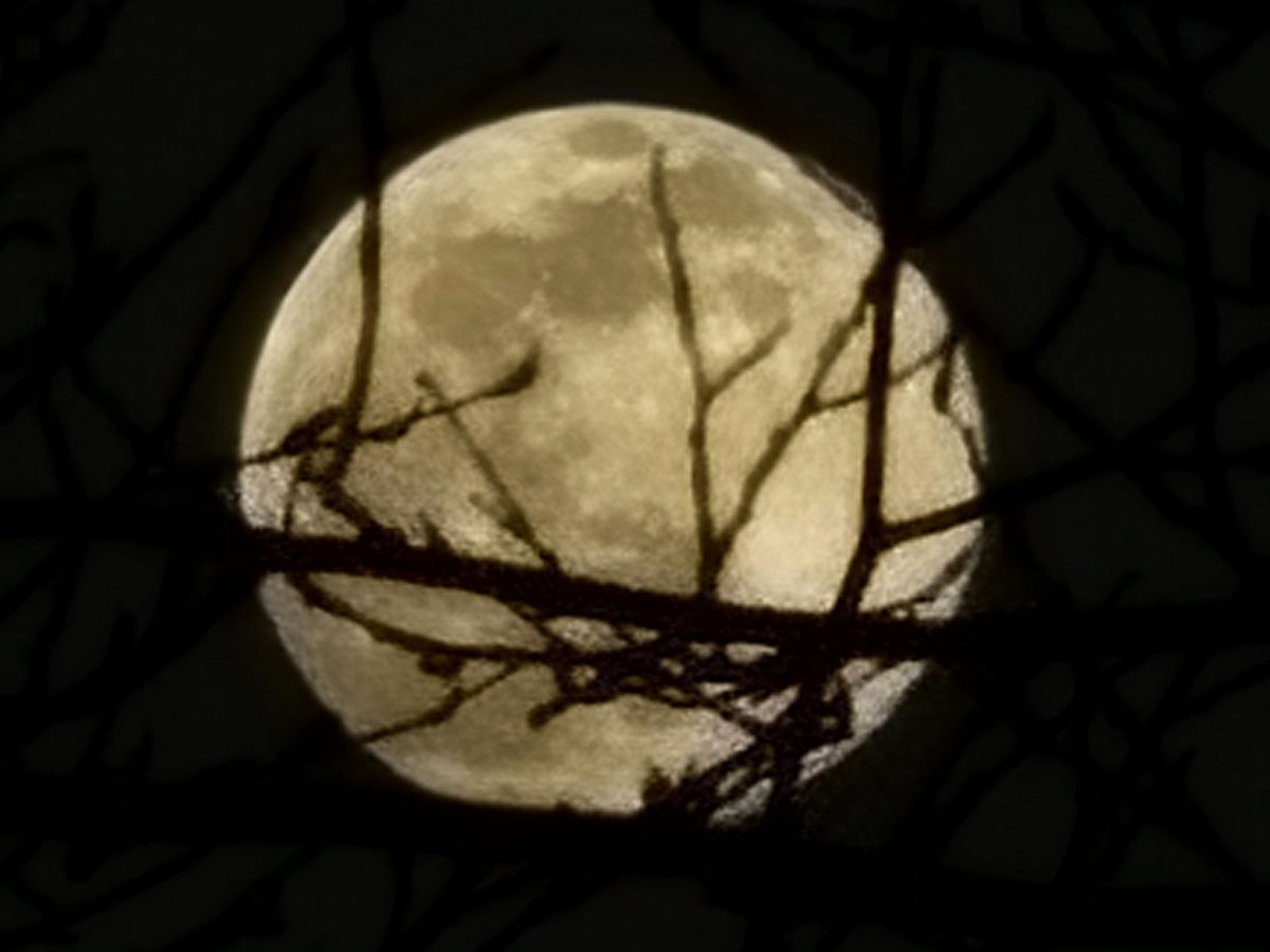 Samsung Galaxy S22 Ultra Space Zoom shot of the moon through trees