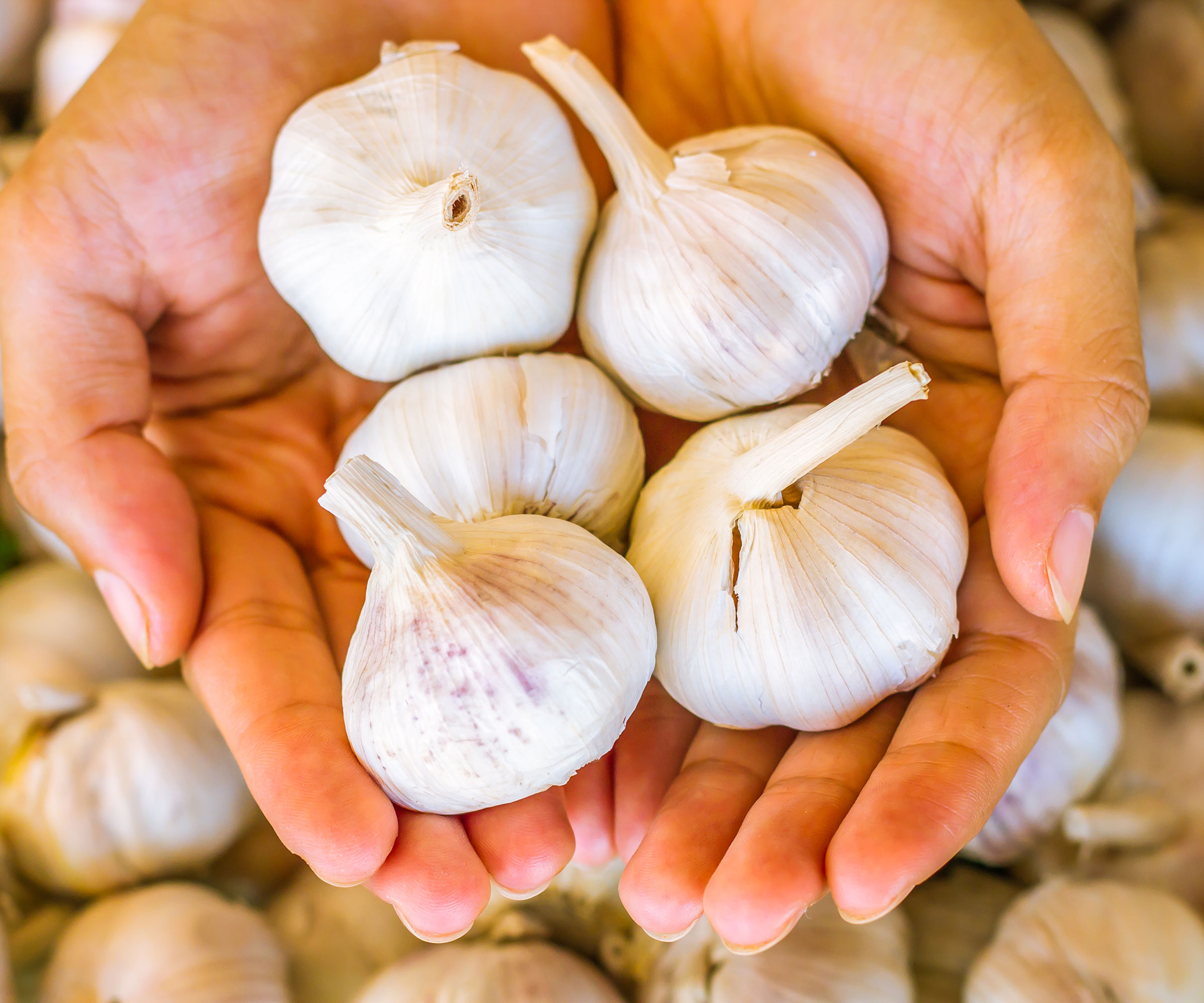 garlic bulbs being held at harvest