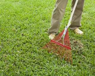 person raking a lawn to remove moss