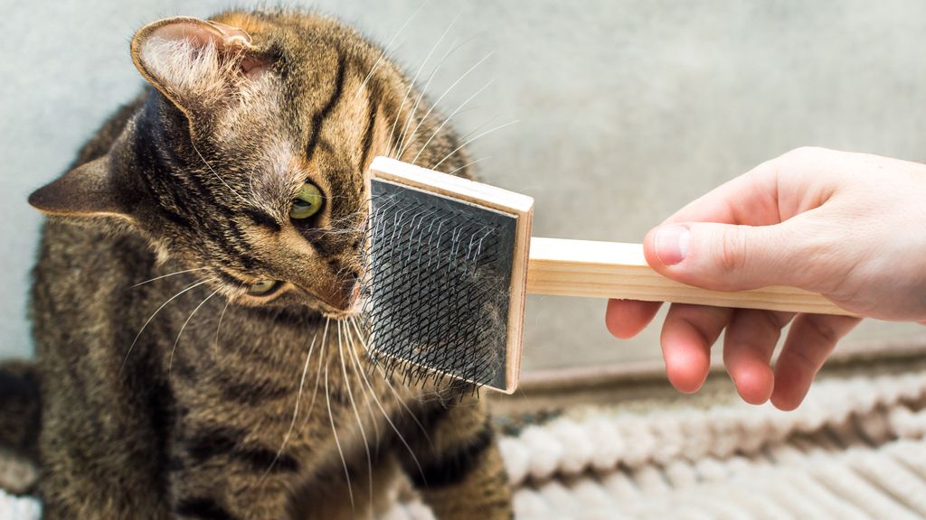 Which Cats Shed the Most-Breeds with Heavy Fur Maintenance
