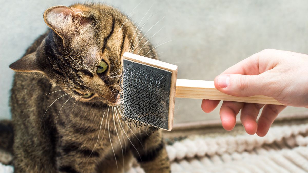 Cat shedding outlet in winter