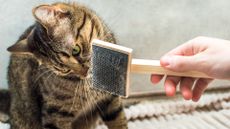 A cat getting its hair brushed