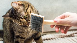 A cat getting its hair brushed