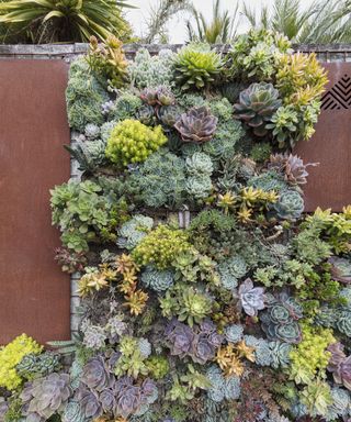 A wall of succulents