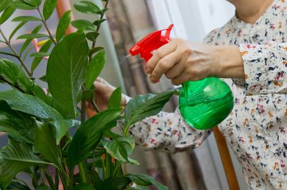 Person Watering Indoor Houseplant With Spray Bottle