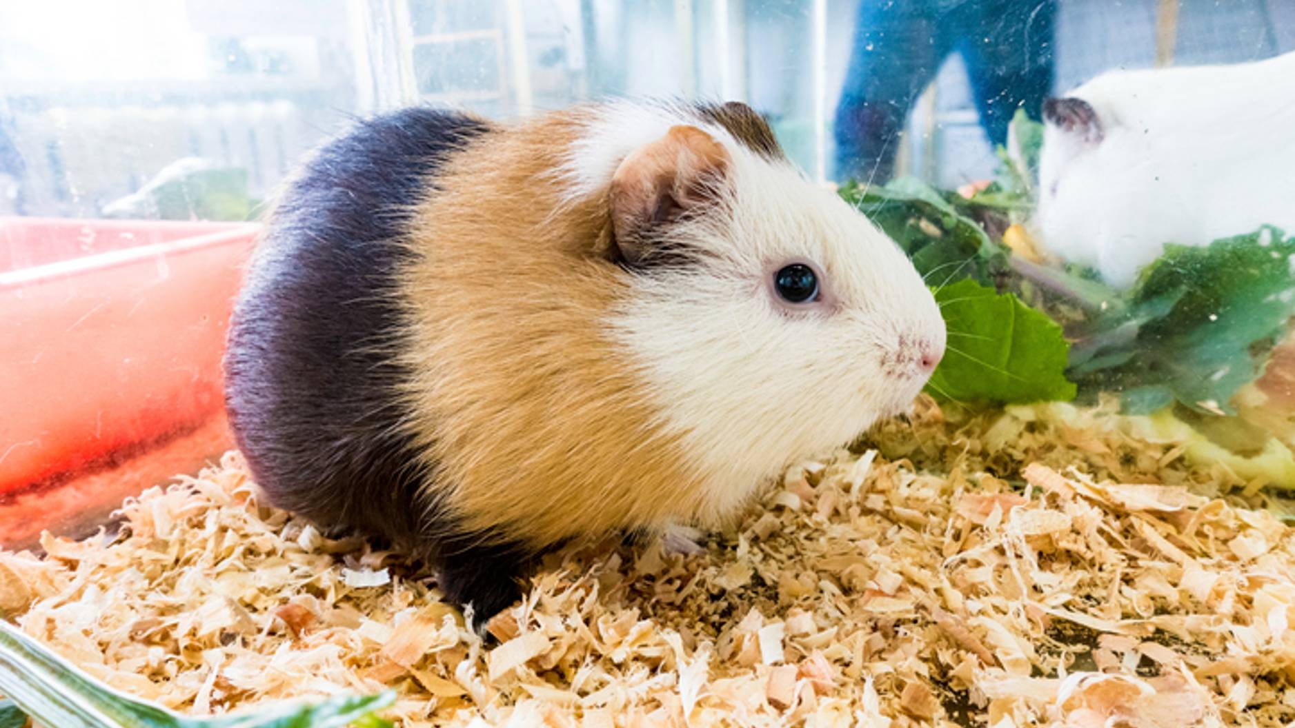 Best bedding for guinea pigs Keep your fur friend clean and