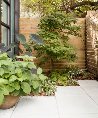 A modern urban garden with a Zen style planting scheme