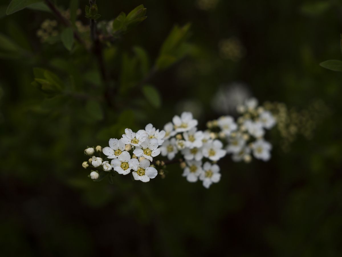Olympus E-M1 Mark III