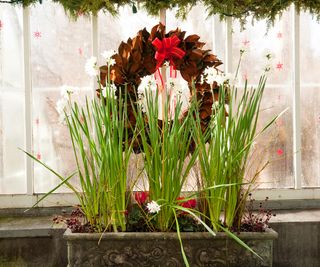 paperwhite narcissus flowers with festive wreath