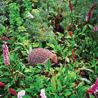 A hedgehog walks through a green garden