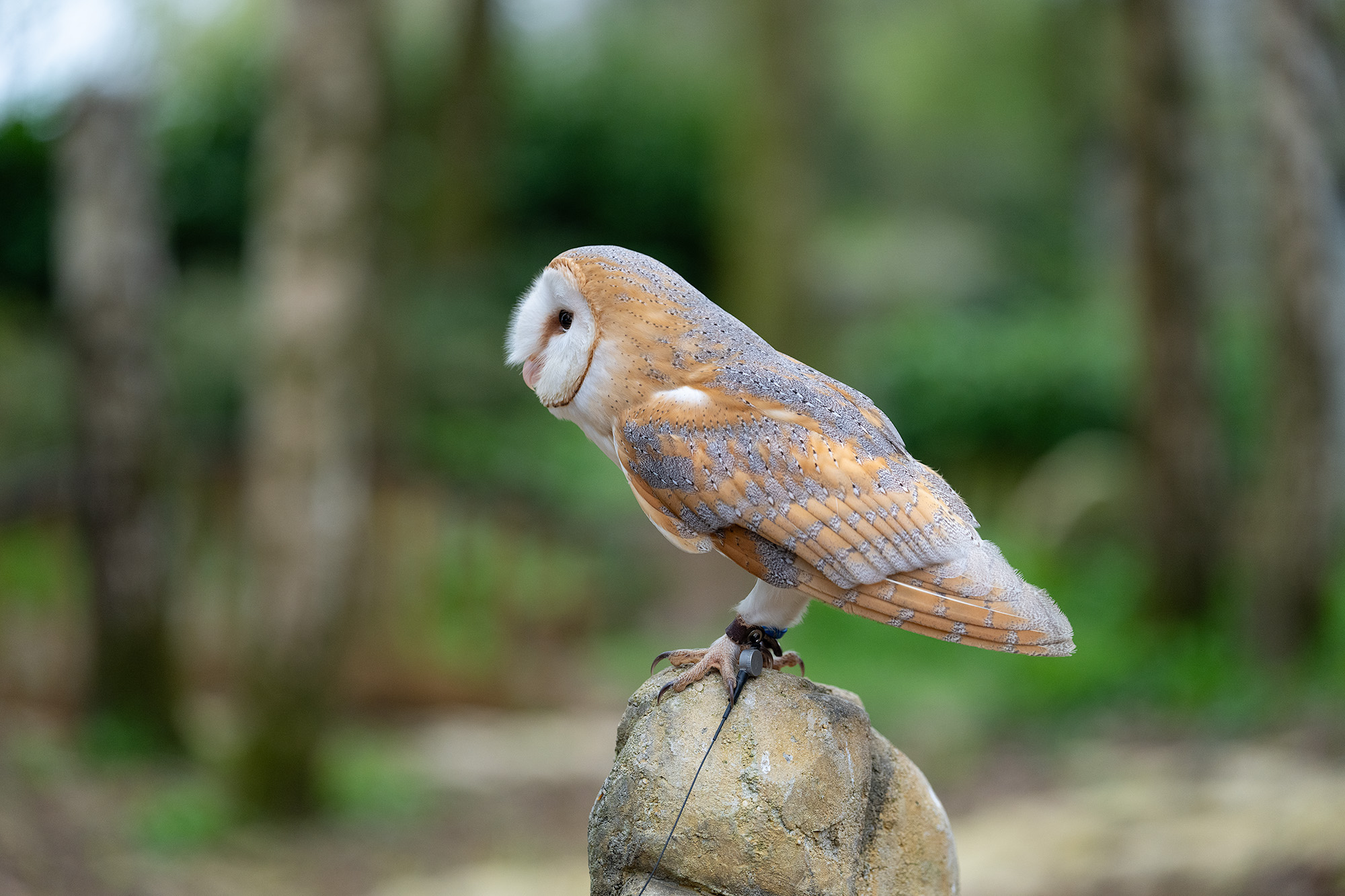 Barn owl portrait sat on rock