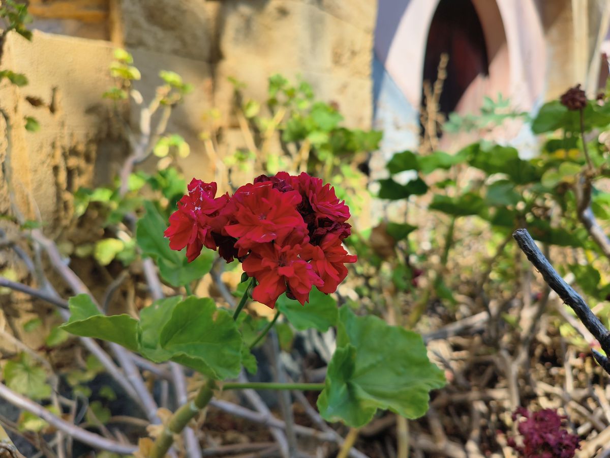 Oppo Reno 8 Pro camera samples