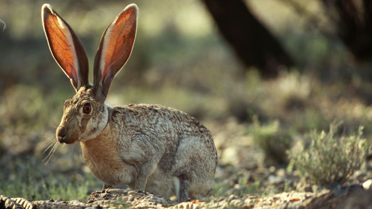 Some jackrabbit species &mdash; which live in the western U.S., Canada and Mexico &mdash; have ears up to 7 inches (18 cm) long, or one-third the length of their bodies.