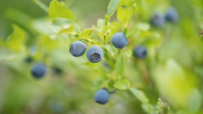 When to prune a blueberry bush. Green blueberry bush with blueberries.
