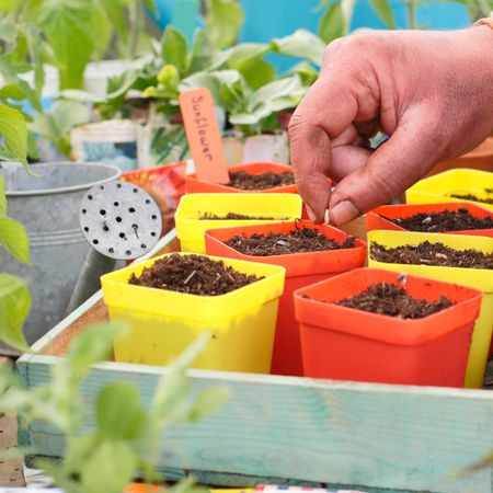 Gardener plants seeds into brightly colored pots