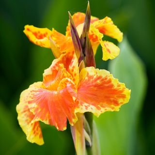 A close-up of a canna lily