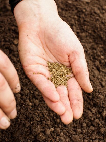 Handful Of Seeds Over Soil