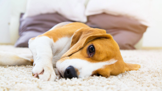 Dog lying down sideways on a fluffy rug looking sad