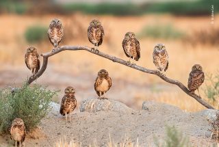 Wildlife Photographer of the Year: People's Choice Award 2020