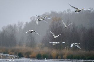 human swan migration flight