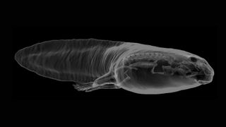 transparent 3d rendering of a tadpole fossil Notobatrachus degiustoi