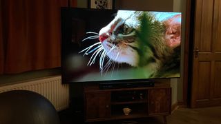 A shot of a jungle cat on the LG C2, in my front room.