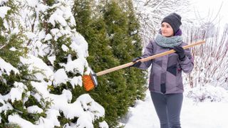 Brushing off excess snow on trees