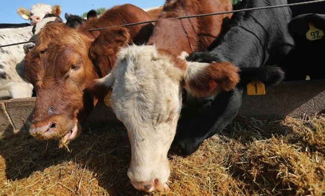 Cows in Illinois