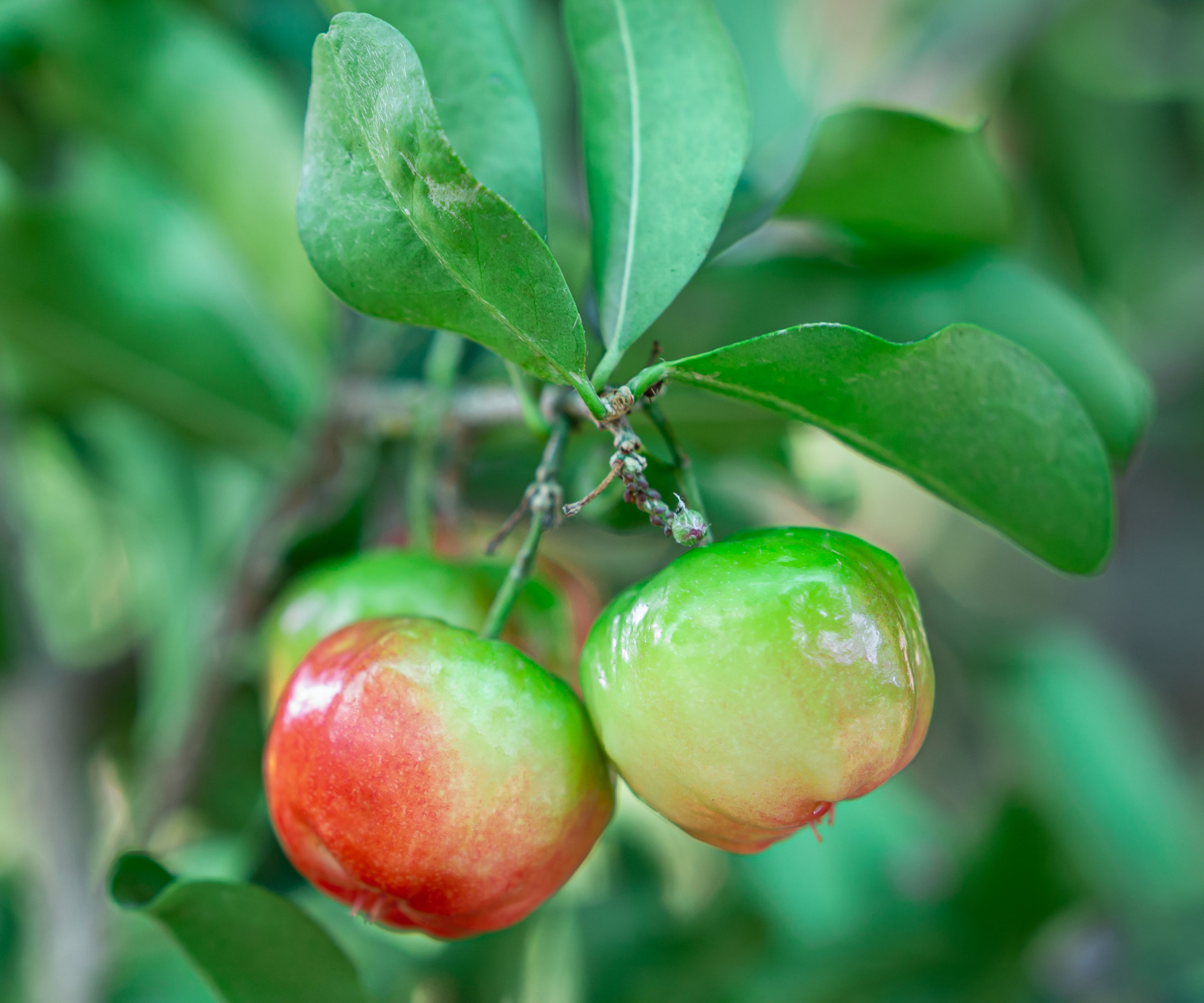 acerola cherry with green and red fruits