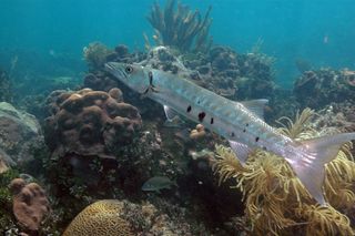 A barracuda swims over a coral reef.