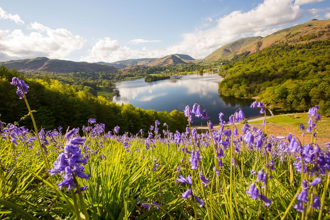 Bluebells on Loughrigg terrace, Lake District.