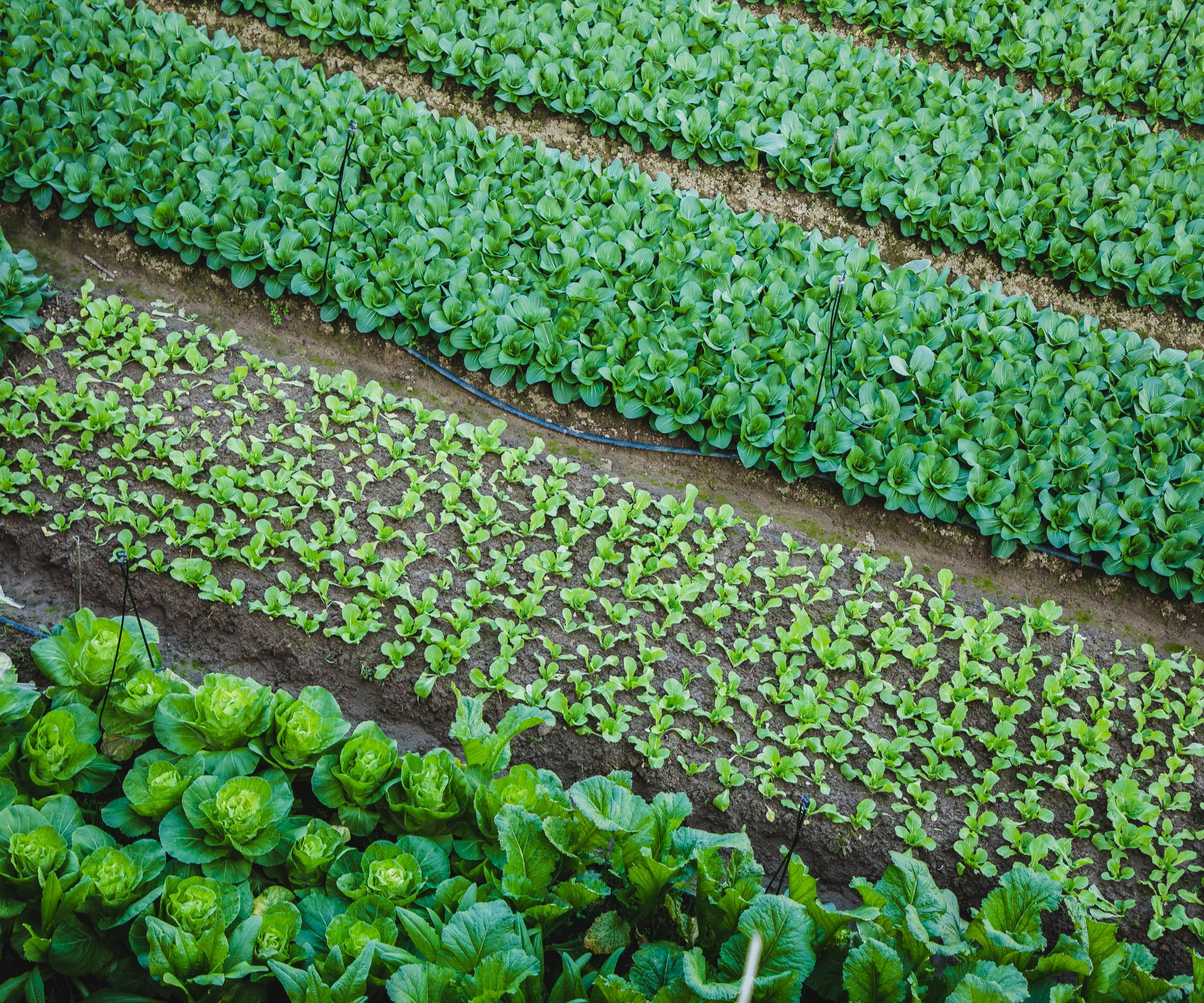 Rows of different varieties of lettuce. Succession planting