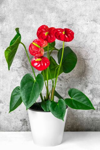 red Anthurium plant