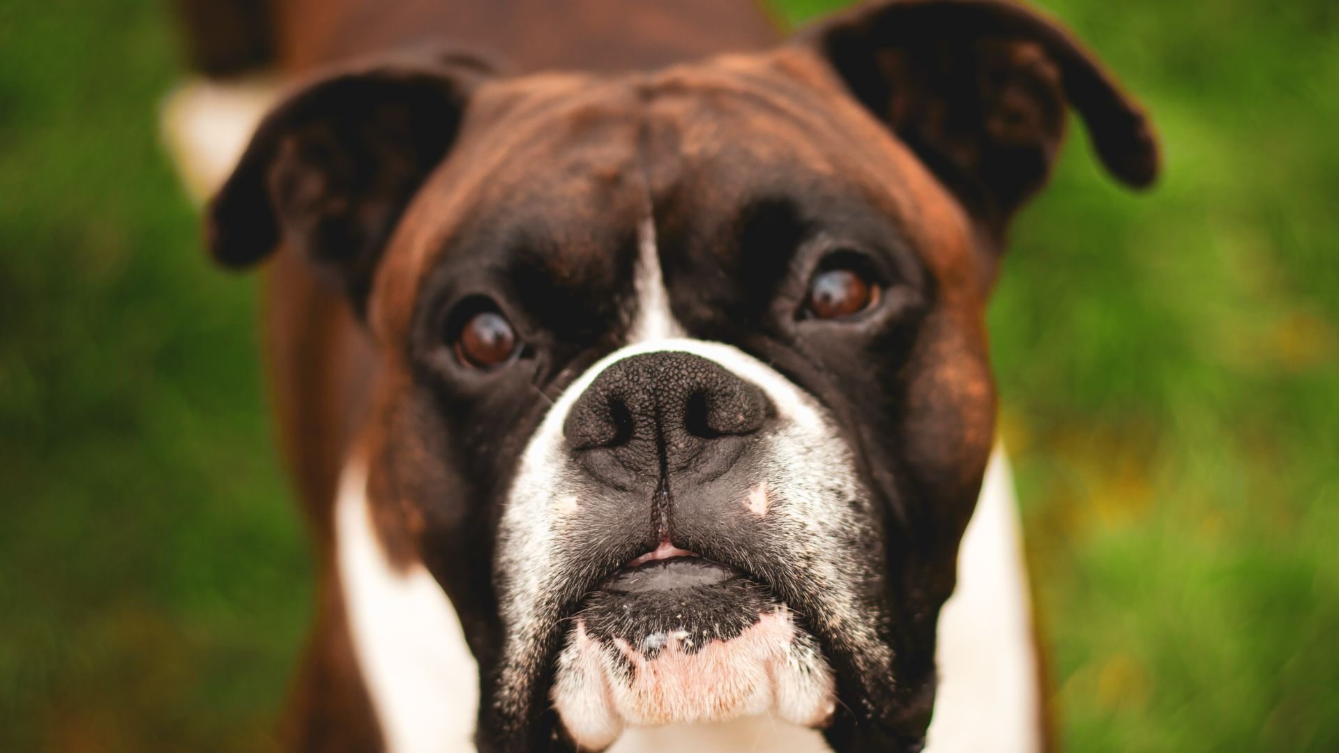 Close up of boxer looking at the camera