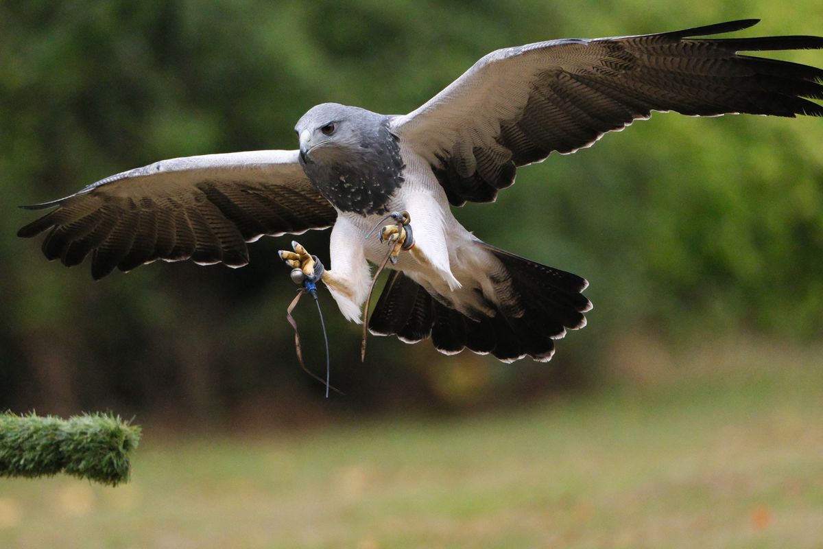A photo of a bird of prey captured using a Fujifilm X-H2S and XF 400mm F4.5 R LM OIS WR telephoto lens