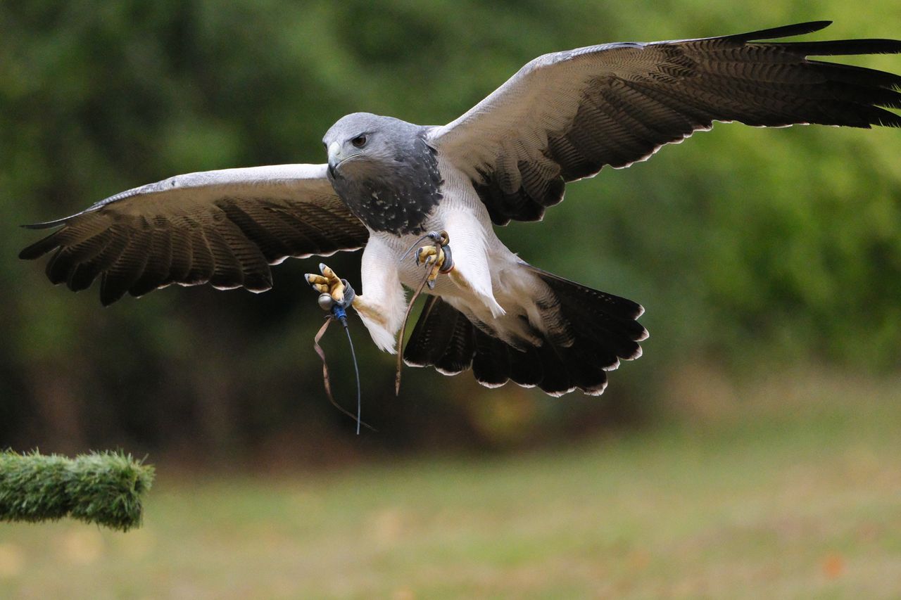 A photo of a bird of prey captured using a Fujifilm X-H2S and XF 400mm F4.5 R LM OIS WR telephoto lens
