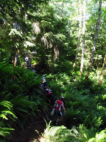 Ferns and steep hike-a-bikes